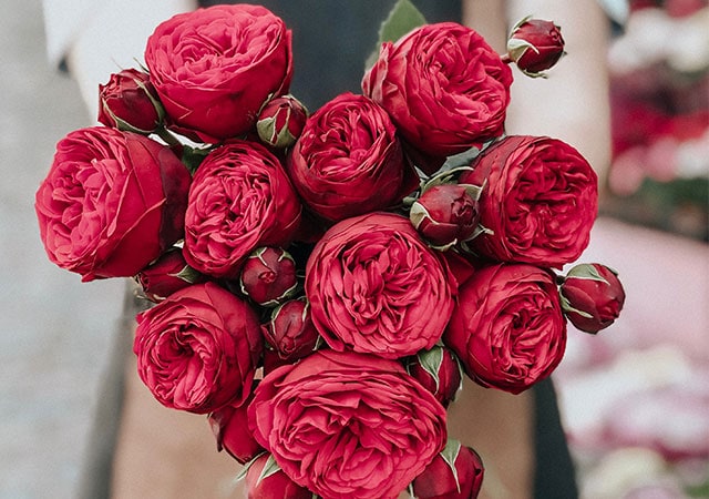 A woman holding a bouquet of red roses, showcasing their vibrant color and delicate beauty.