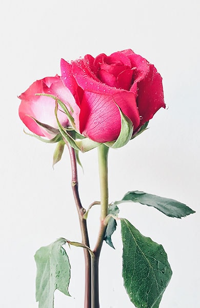 A beautiful rose in a delicate vase, showcasing elegance and simplicity.