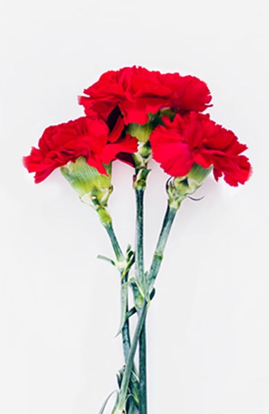 Three red carnations in a vase, adding a touch of elegance and vibrancy to any space.