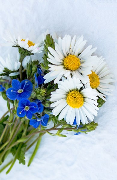 A beautiful bouquet of white and blue flowers, adding a touch of elegance and serenity to any setting.